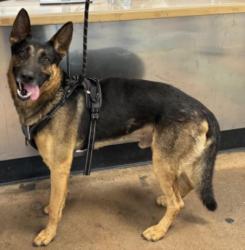 Shelter Stray Male Dog last seen , 14409 Vanowen St, Van Nuys, CA 91405, USA