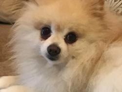 Reunited Male Dog last seen Beechnut and Chimney Rock, Houston, TX 77096