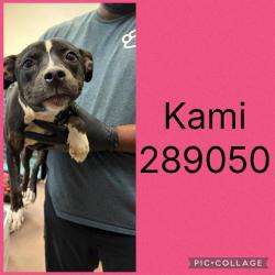 Shelter Stray Female Dog last seen KNOXVILLE ROAD, 4214 Fulton Mill Rd, Macon, GA 31216, USA