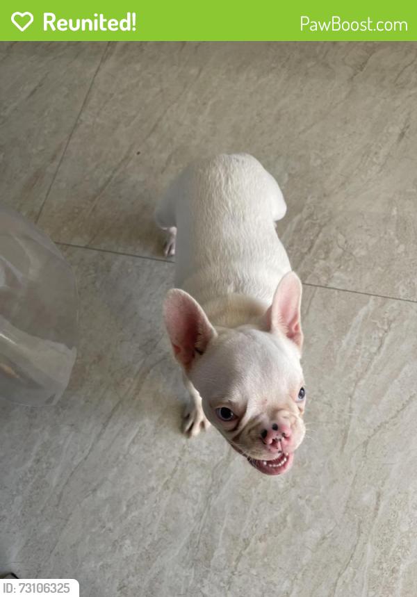 Reunited Female Dog last seen Near, Miami, FL 33185