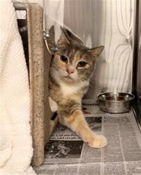 Shelter Stray Female Cat last seen SHORELINE/BREAKWATER, 16 Barnes Ct, Hayward, CA 94544, USA