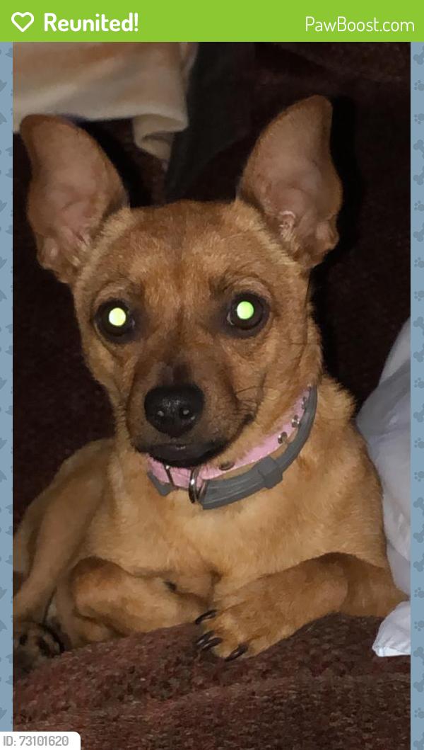 Reunited Female Dog last seen Gilliam Church Rd, Elon, NC 27244