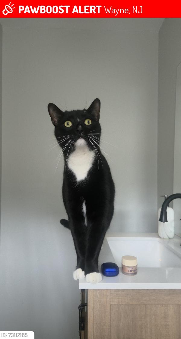 Lost Male Cat last seen Drayton Pl, Wayne, NJ 07470