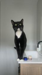 Lost Male Cat last seen Drayton Pl, Wayne, NJ 07470