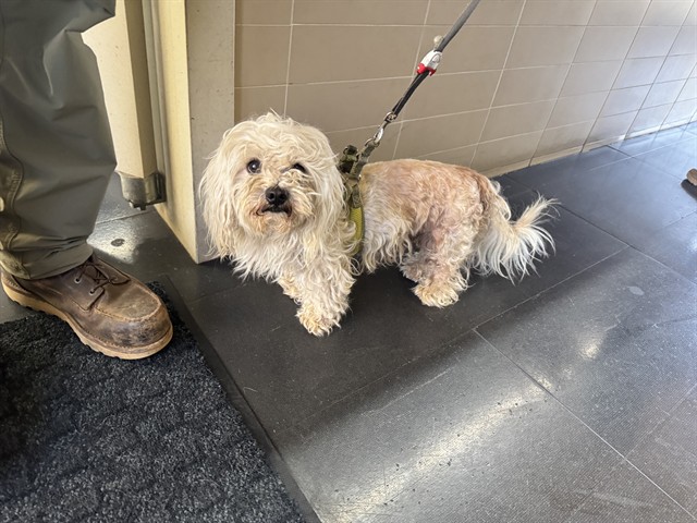 Shelter Stray Male Dog last seen MONTANA AND 6TH, 1640 9th St, Santa Monica, CA 90404, USA