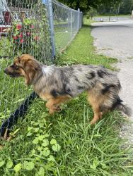 Reunited Female Dog last seen Near e hemlock st, LaFollette, TN 37766