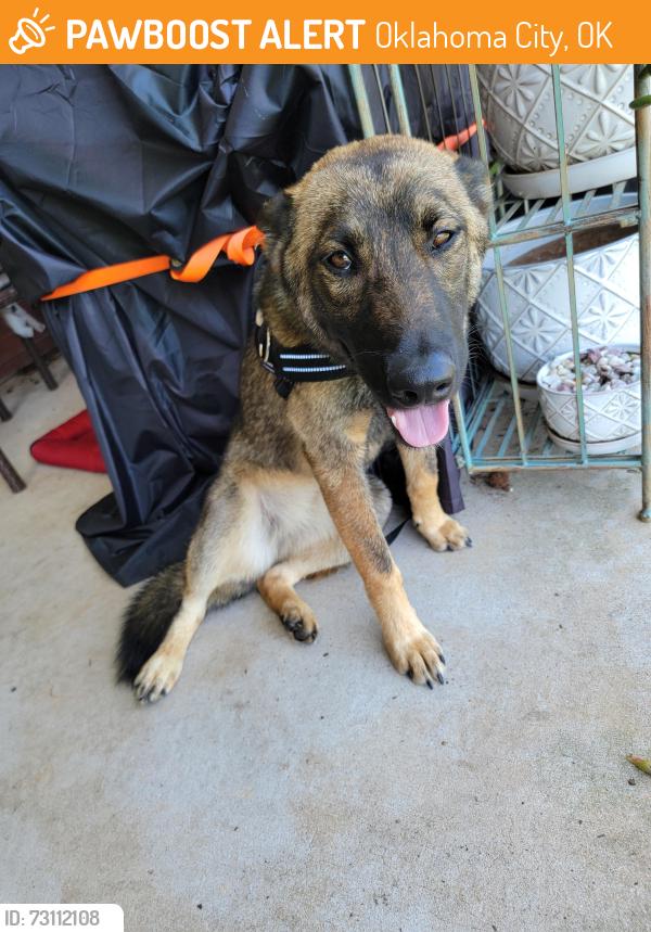 Found/Stray Female Dog last seen Main Street & Virginia, Oklahoma City, OK 73106