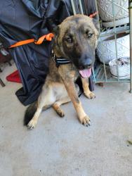 Found/Stray Female Dog last seen Main Street & Virginia, Oklahoma City, OK 73106