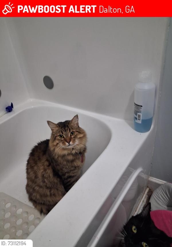 Lost Male Cat last seen Cross Pointe church, Dalton, GA 30721