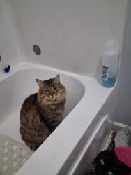 Lost Male Cat last seen Cross Pointe church, Dalton, GA 30721