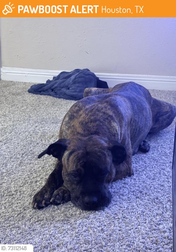 Found/Stray Female Dog last seen Near silverado dr, houston, Houston, TX 77077