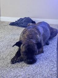 Found/Stray Female Dog last seen Near silverado dr, houston, Houston, TX 77077