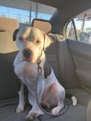Lost Male Dog last seen Graham middle school, Graham, NC 27253
