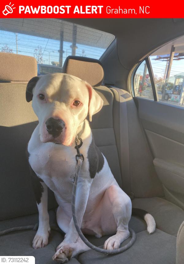 Lost Male Dog last seen Graham middle school, Graham, NC 27253