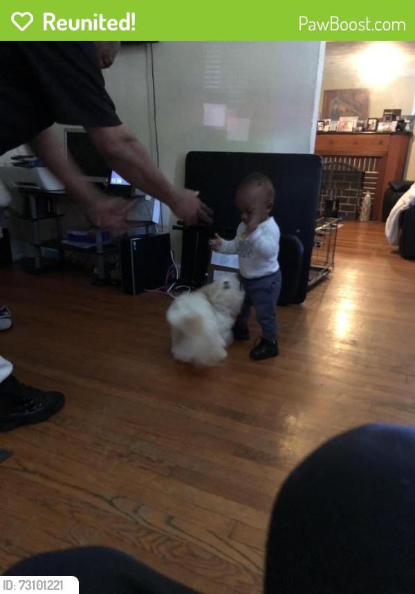 Reunited Female Dog last seen Suburban and shirley, Ferguson, MO 63135