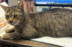 Reunited Male Cat last seen 18th Street in back of warehouse, Pompano Beach, FL 33069