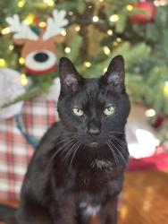 Lost Male Cat last seen Park Ave and West Wayne Terrace, Collingswood, NJ 08108