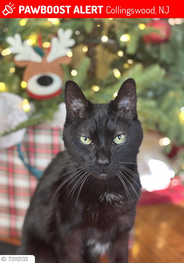 Lost Male Cat last seen Park Ave and West Wayne Terrace, Collingswood, NJ 08108
