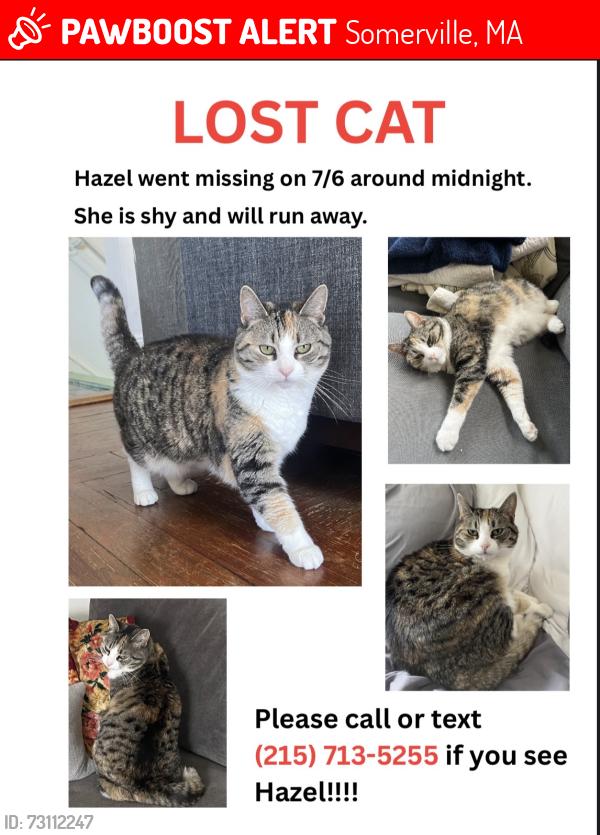 Lost Female Cat last seen Near Lowden Ave, Somerville, ma 02144, Somerville, MA 02144