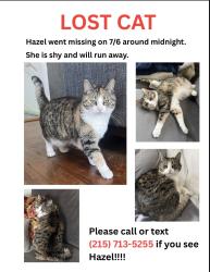 Lost Female Cat last seen Near Lowden Ave, Somerville, ma 02144, Somerville, MA 02144