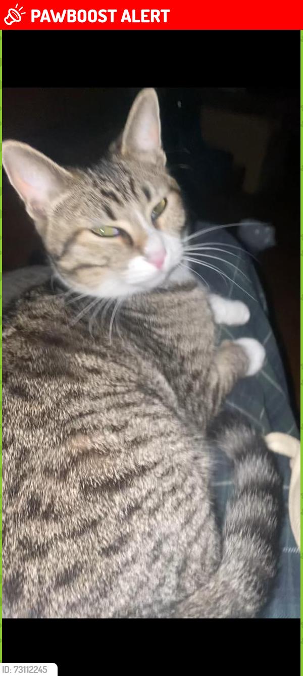 Lost Female Cat last seen Calle Benito Juarez. Colonia Miguel Hidalgo segunda seccion. Tlalpan, Ciudad de México, CDMX 