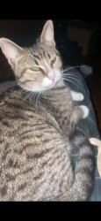 Lost Female Cat last seen Calle Benito Juarez. Colonia Miguel Hidalgo segunda seccion. Tlalpan, Ciudad de México, CDMX 