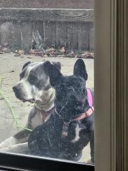 Lost Female Dog last seen Truxel & Vallarta Circle, Sacramento, CA 95834
