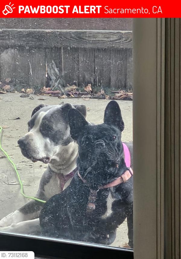 Lost Female Dog last seen Truxel & Vallarta Circle, Sacramento, CA 95834