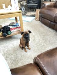 Reunited Male Dog last seen Rainbow Dr, Grass Valley, CA 95949