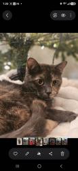 Lost Female Cat last seen At my hse, Waxahachie, TX 75167