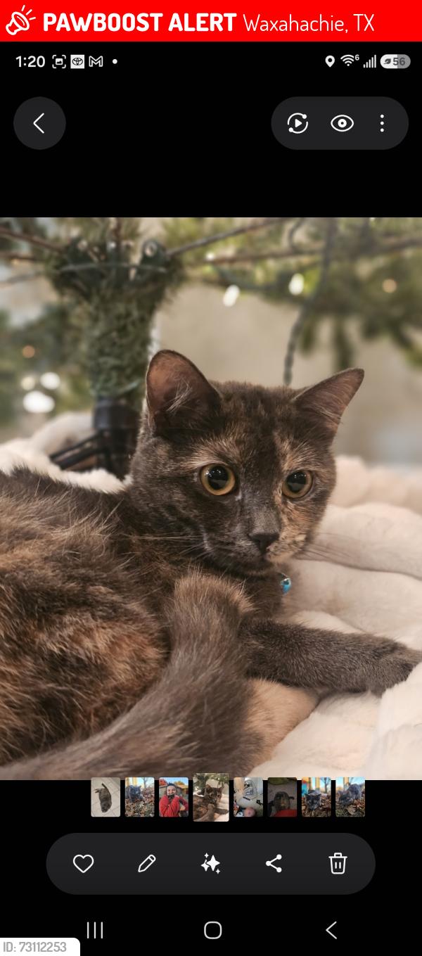Lost Female Cat last seen At my hse, Waxahachie, TX 75167