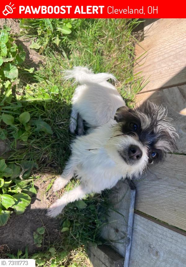 Lost Female Dog last seen Elgin ave, Cleveland, OH 44108