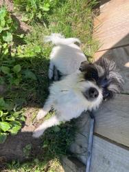 Lost Female Dog last seen Elgin ave, Cleveland, OH 44108