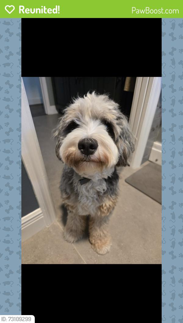 Reunited Female Dog last seen Near Tunbridge St, Orlando, FL 32833