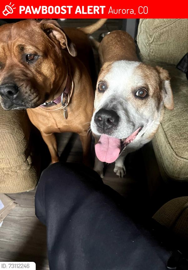 Lost Male Dog last seen Iliff and chambers, Aurora, CO 80013