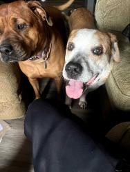 Lost Male Dog last seen Iliff and chambers, Aurora, CO 80013
