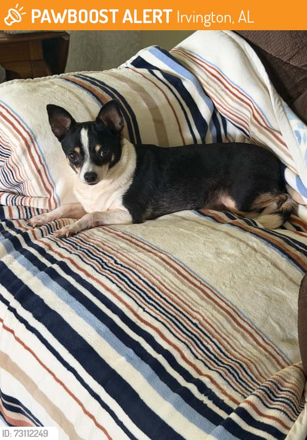 Found/Stray Female Dog last seen Near 15th Irvington Al 36544, Irvington, AL 36544