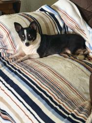 Found/Stray Female Dog last seen Near 15th Irvington Al 36544, Irvington, AL 36544
