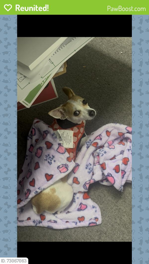 Reunited Female Dog last seen Rosehill Rd, Fayetteville, NC 28311