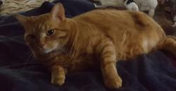 Lost Male Cat last seen State Hwy 54 and Smithwick Ct. Casco, WI, Casco, WI 54205
