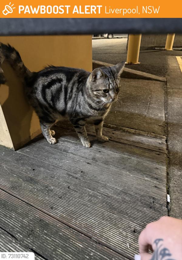 Found/Stray Female Cat last seen liverpool station, Liverpool, NSW 2170