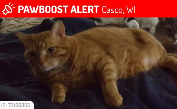Lost Male Cat last seen State Hwy 54 and Smithwick Ct. Casco, WI, Casco, WI 54205
