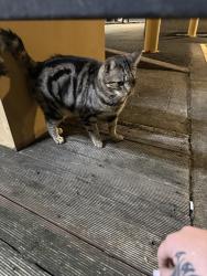 Found/Stray Female Cat last seen liverpool station, Liverpool, NSW 2170