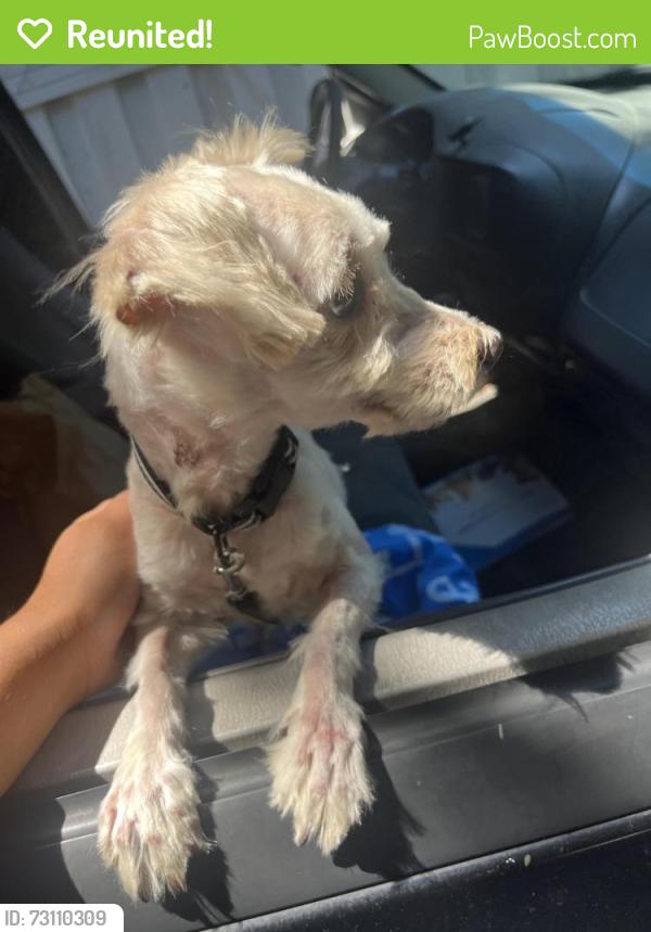 Reunited Male Dog last seen Sepulveda and sawtelle, Culver City, CA 90230