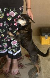 Reunited Female Dog last seen Hartford and 56th Street, Lubbock, TX 79413