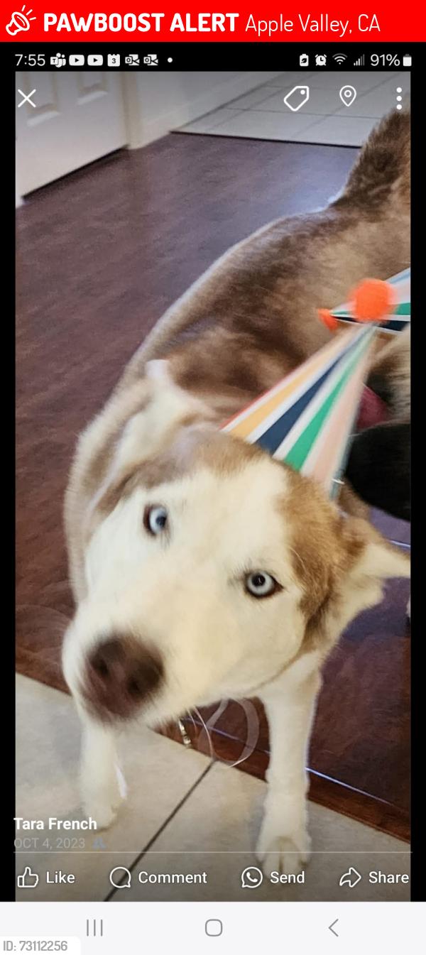 Lost Male Dog last seen Nomwaket, Apple Valley, CA 92395