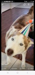 Lost Male Dog last seen Nomwaket, Apple Valley, CA 92395