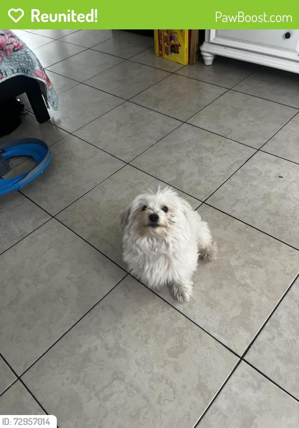 Reunited Male Dog last seen Simms and lemoli, Inglewood, CA 90303