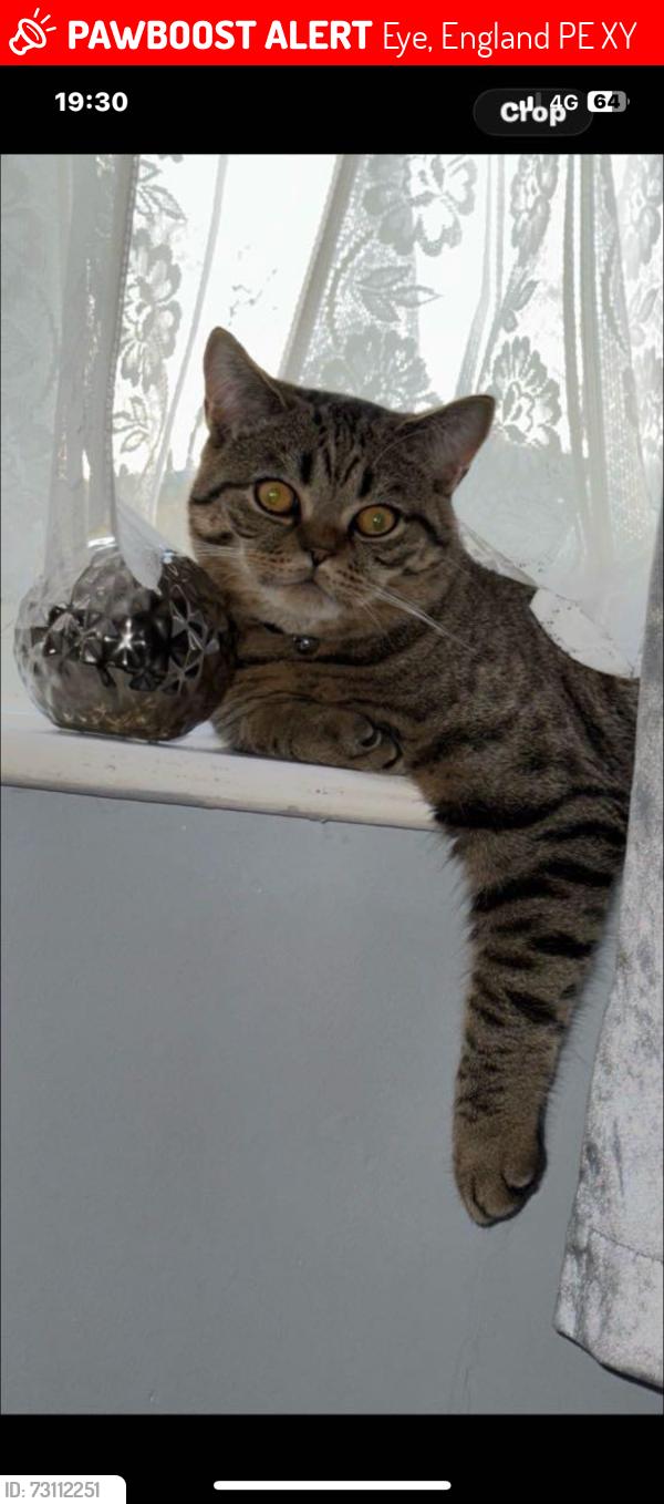 Lost Male Cat last seen Eye community centre, Eye, England PE6 7XY
