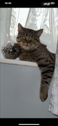 Lost Male Cat last seen Eye community centre, Eye, England PE6 7XY
